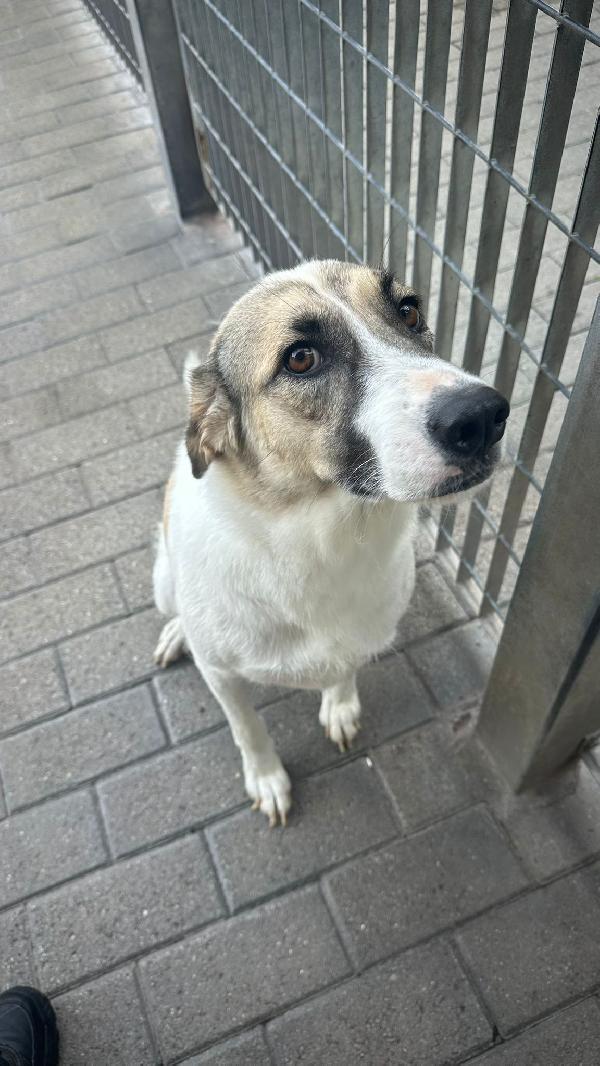 Coca Cagnolina Dolcissima